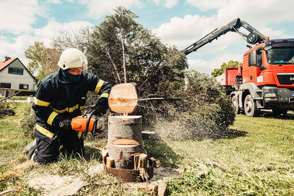 Helena Jankovičová Kováčová באתר PEXELS tree removal